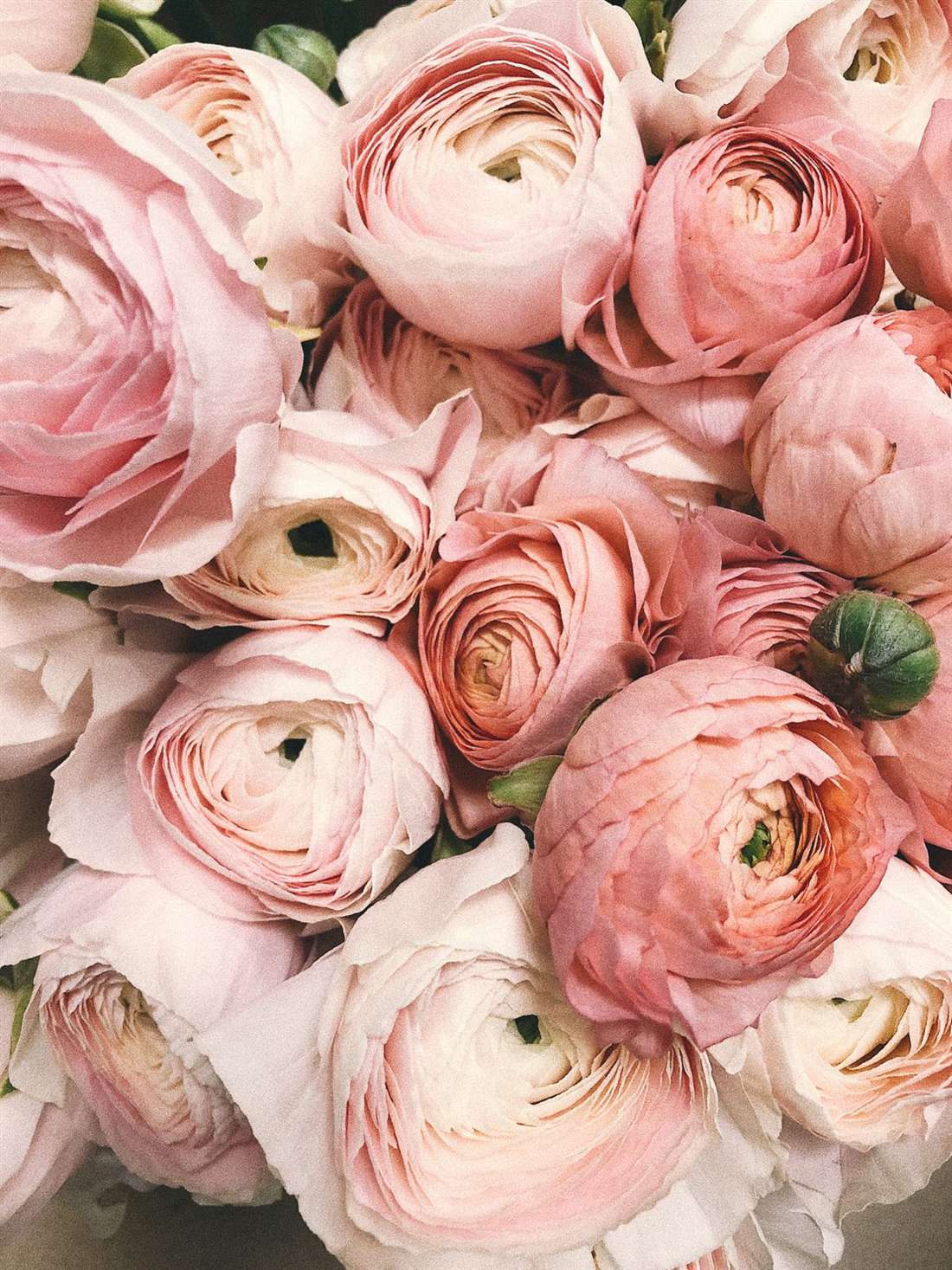 Close-up of soft pink ranunculus bouquet