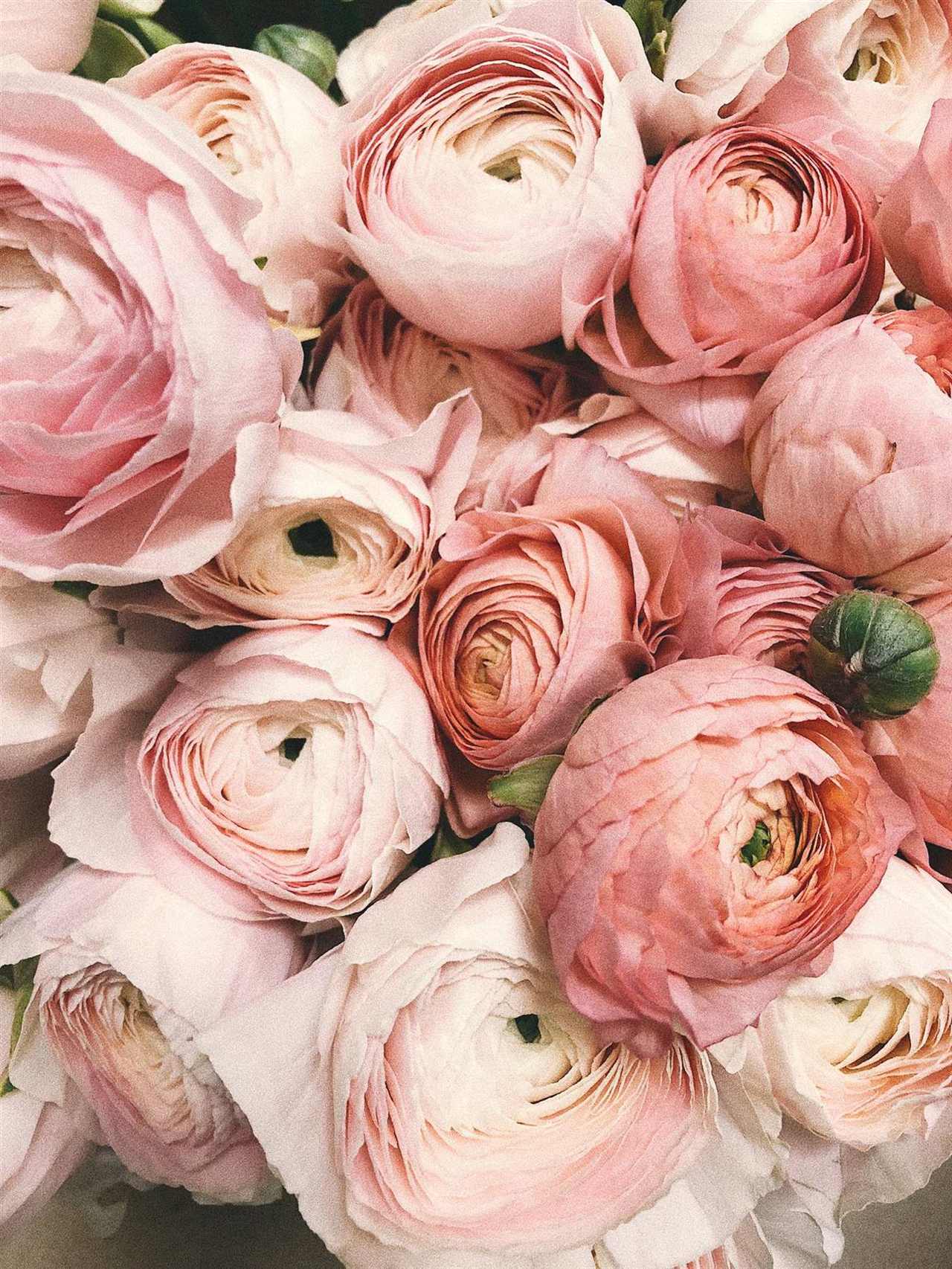 Pink and cream ranunculus blooms